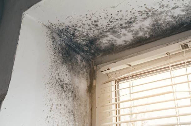 Affordable Mold Remediation solutions in Benton City, WA